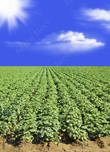Potato field against blue sky and clouds photo