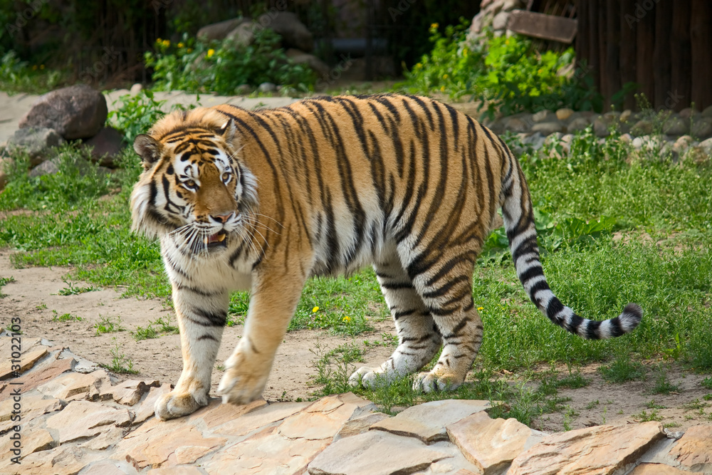 Siberian tiger Siberian tiger