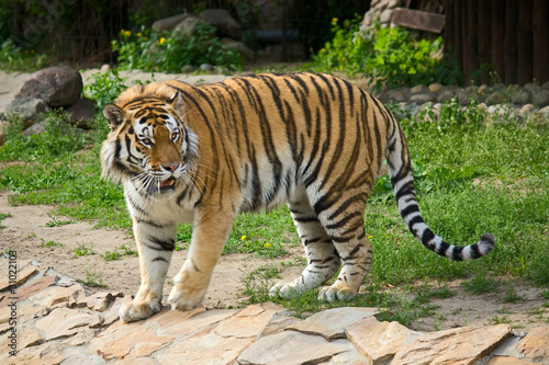 Siberian tiger