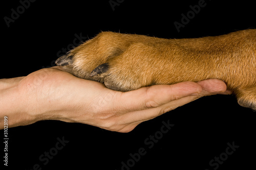 Freundschaft Mensch vs Hund