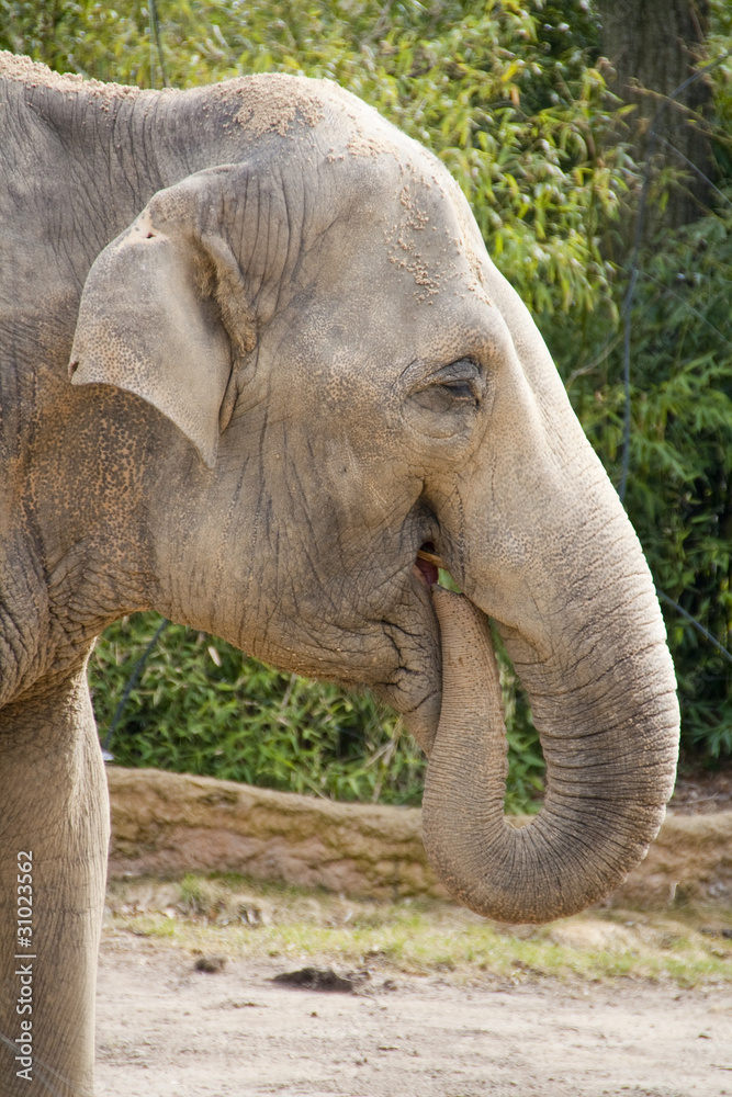 Fototapeta premium Elefant