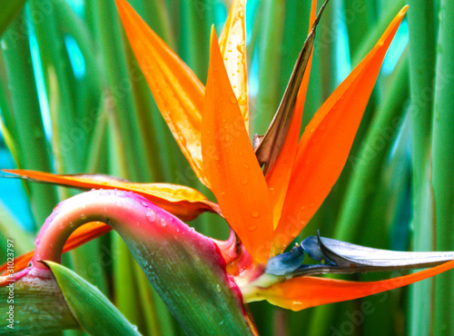 strelitzia reginae, oiseau de paradis, strélitzia photo