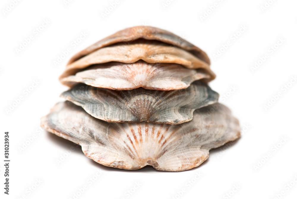 seashell