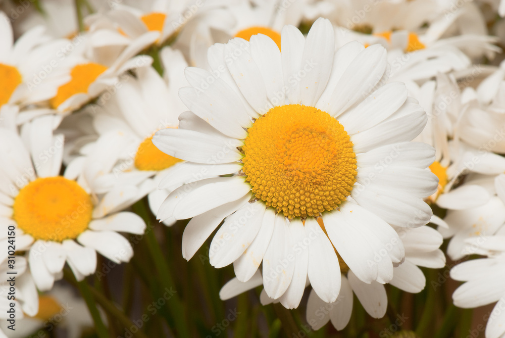Obraz premium Matricaria, camomile