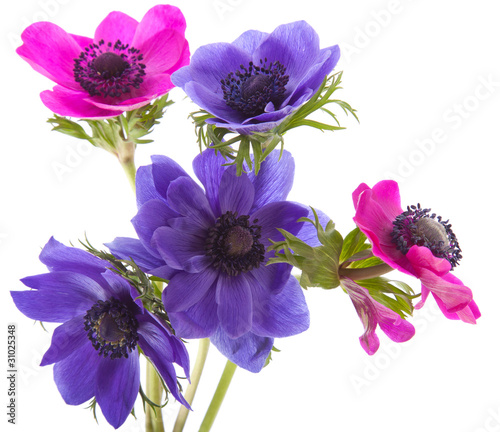 Canvas-taulu anemone