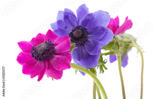 anemone
