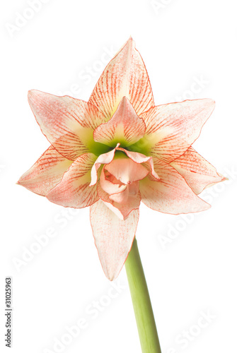 Hippeastrum, knight's-star © Artyom Rudenko