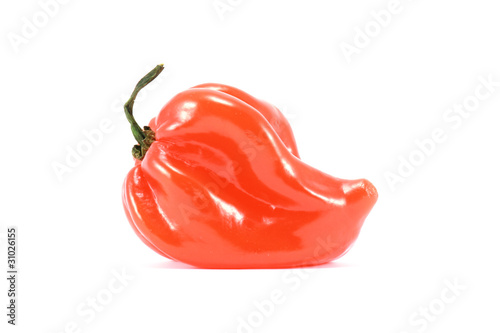 Habanero on white