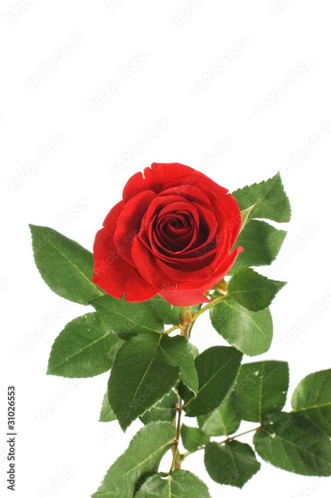 Fototapeta premium Red rose isolated on white background
