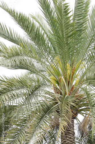 Flowers and buds in a date palm