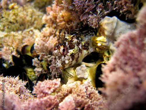 Head of blenny fish Lipophrys trigloides, underwater in the Mediterranean sea, France