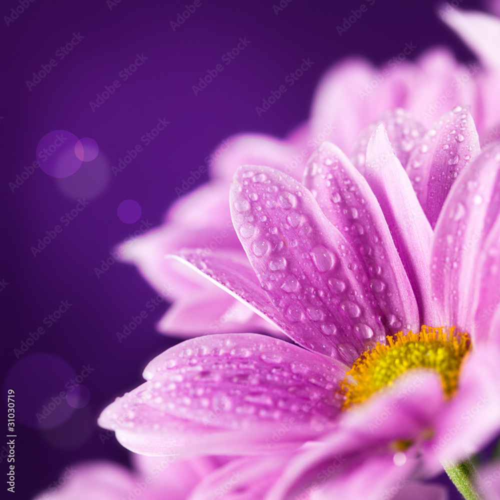 Spring daisy flowers against purple background