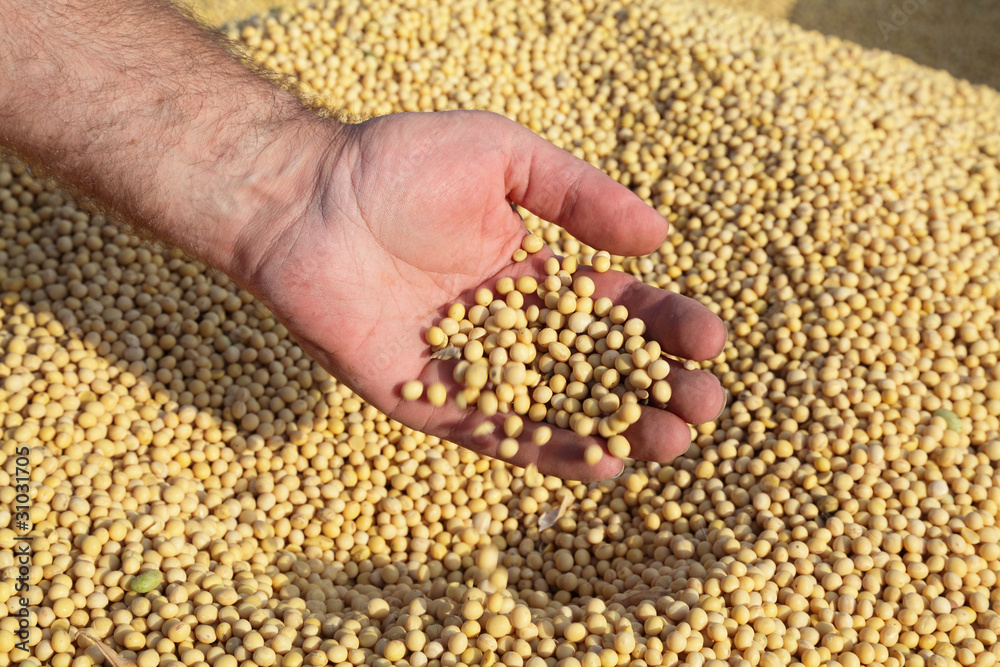 Soybean harvest, hand pouring soy beans Soybean harvest, hand pouring soy beans