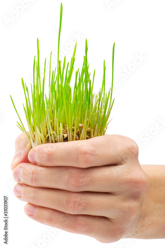Fresh green grass in the hand on white background