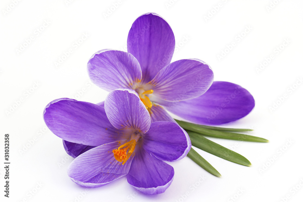 crocus - flowers of spring crocus - flowers of spring