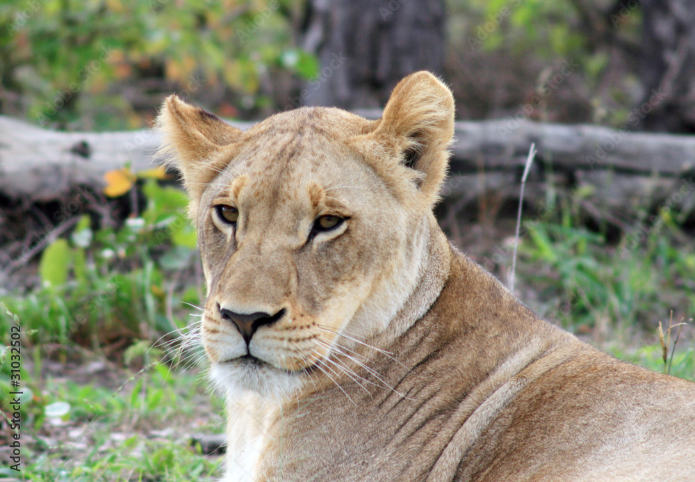 Lion Lion