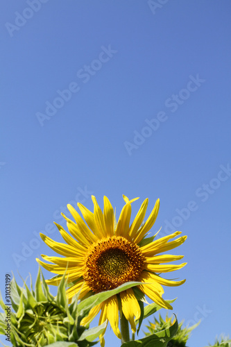 Sonnenblumen