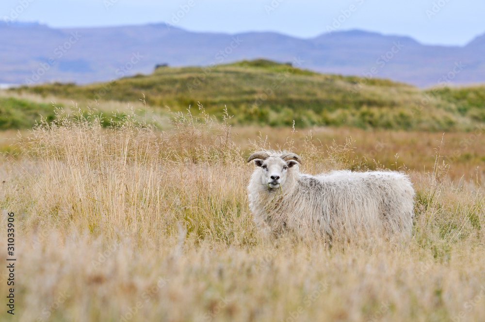 Icelandic sheep