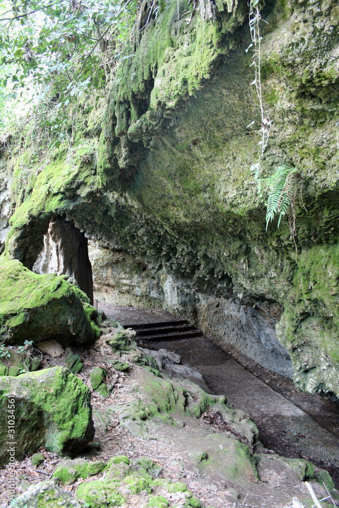 Obraz premium Гора и мох