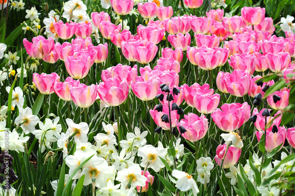 Naklejka premium Tulpen