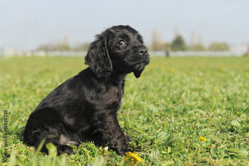 chiot cocker anglais noir Stock Photo | Adobe Stock