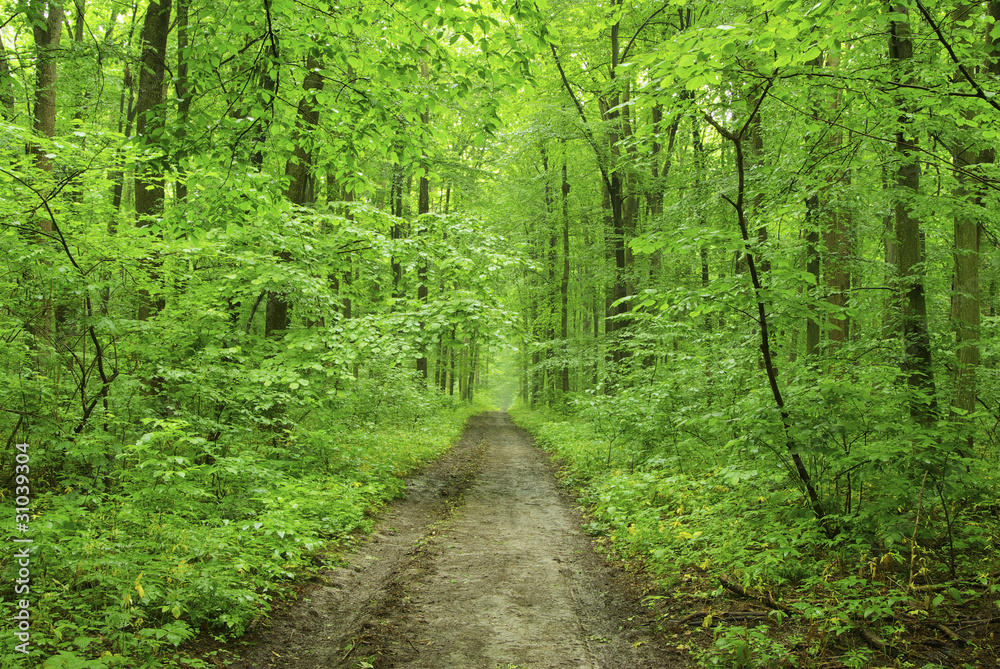 Obraz premium green forest