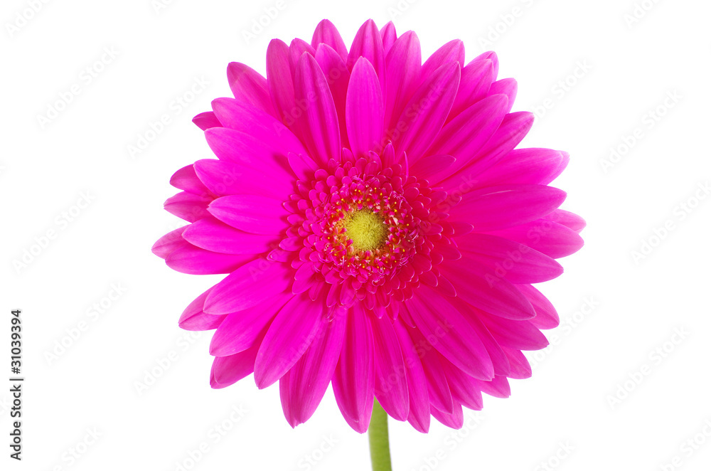 pink gerbera pink gerbera