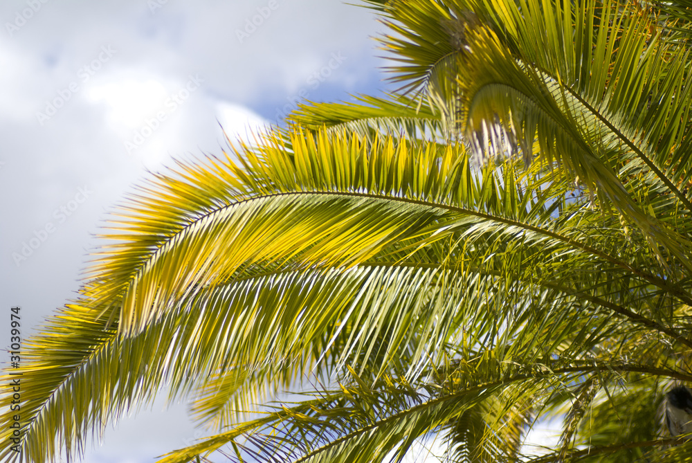 Palm tree Palm tree