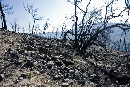 Forest after Fire