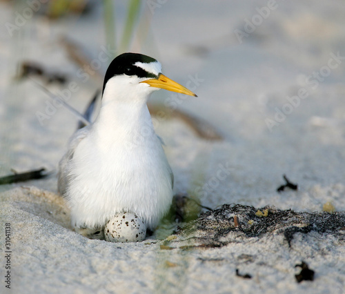 Common tern sitting on Nest