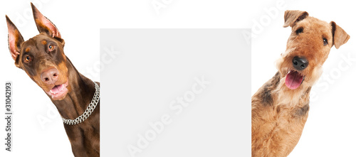 Tableau sur toile Airedale Terrier dog isolated