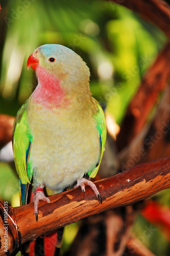 Colorful princess parrot sitting on branch © perlphoto