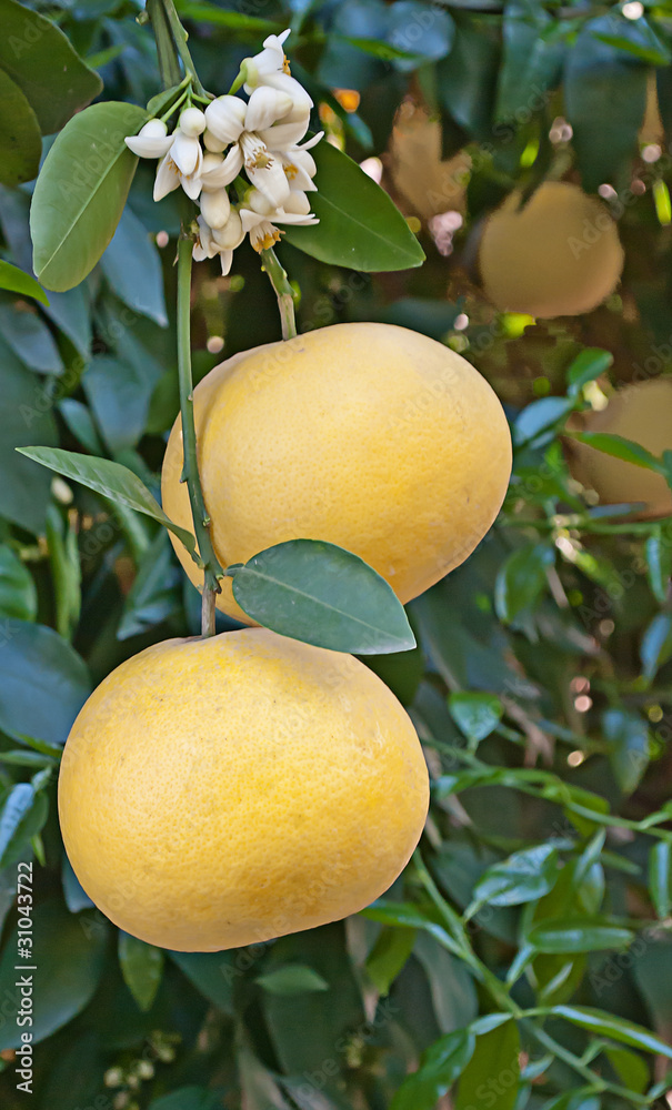 Close up of grapefruit with flower