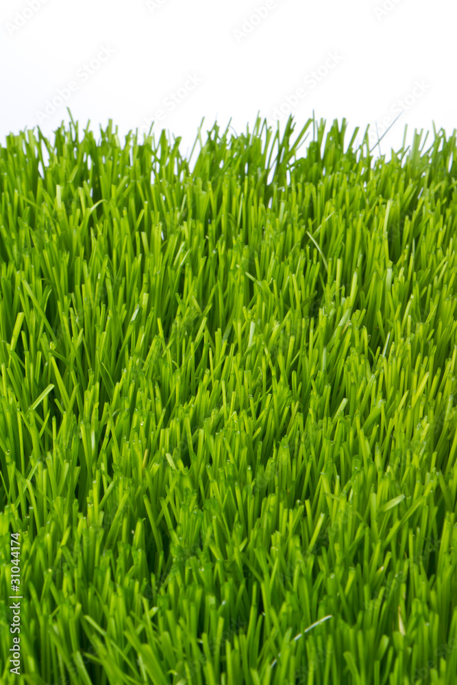 Obraz premium green grass