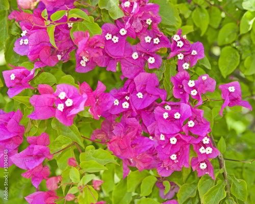 Bougainvillea flowers on a bush