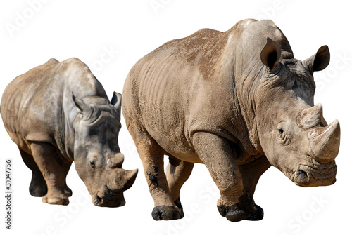 D  tourage de deux  Rhinoc  ros blancs en file indienne