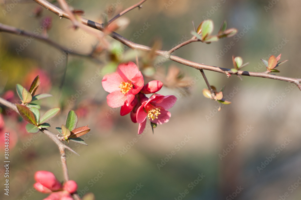 red flowers