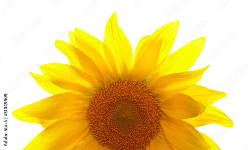 Obraz premium Part of sunflower on white background