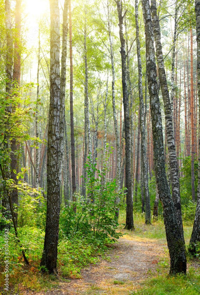 birch trees in a summer forest birch trees in a summer forest