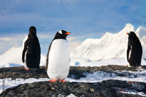 penguins  in Antarctica