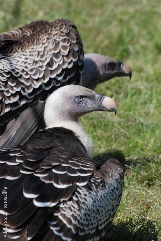 Fototapeta premium rapaces