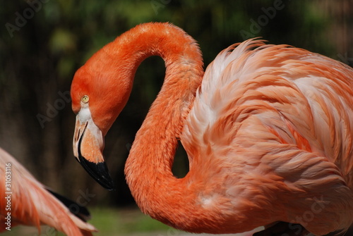 flamand rose photo