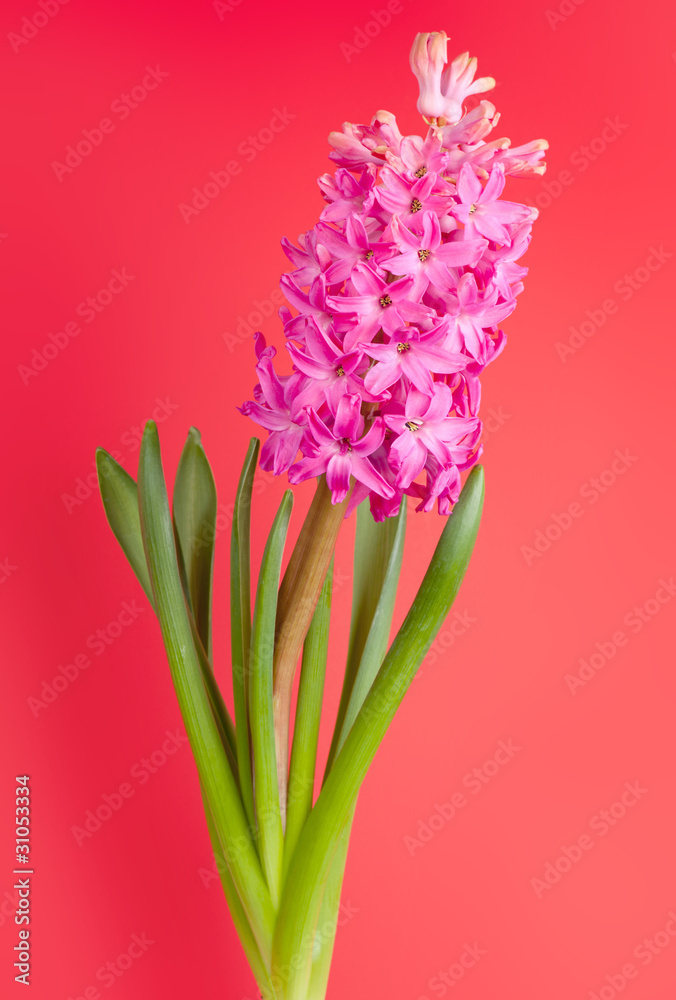 Fototapeta premium flower hyacinth