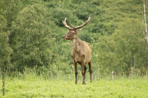 One maral is grazed on pasture.