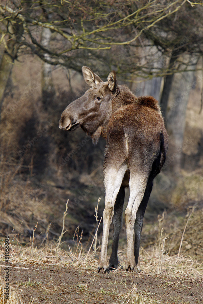 Naklejka premium Elch