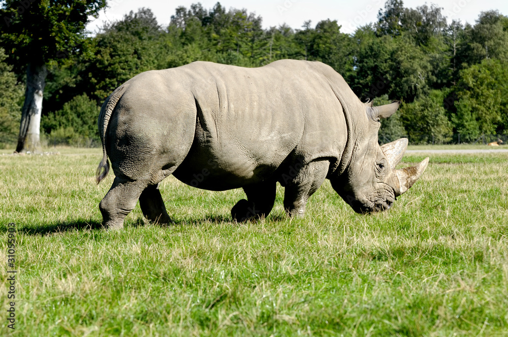 Fototapeta premium Rhino