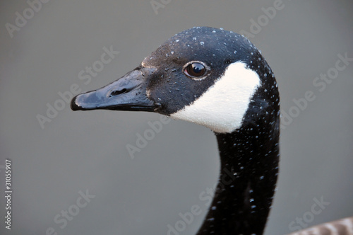 Portrait of a Canadian Goose © Dale Mitchell