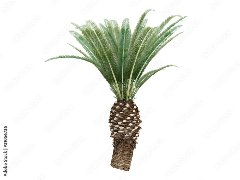 Fototapeta premium Date Palm (Phoenix canariensis)