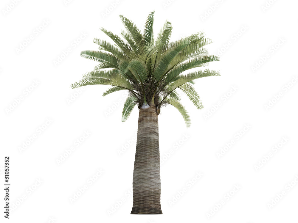 Fototapeta premium Chilean Wine Palm (Jubaea chilensis)