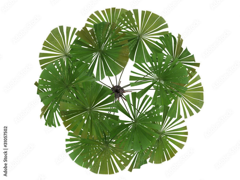 Fototapeta premium Australian Fan Palm (Licuala ramsayi)